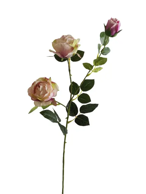Bud rose - Assorted