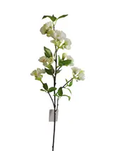 Cherry Blossom - Assorted thumbnail 1