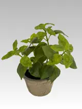 19.05CM Sweet Basil Potted Plant (Glue) thumbnail 1