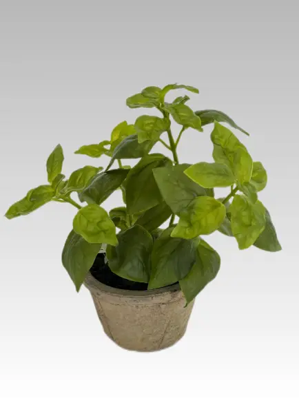 19.05CM Sweet Basil Potted Plant (Glue)
