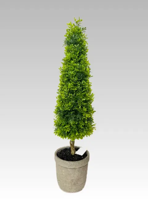 76.2CM Boxwood Cone Medium Potted Plant