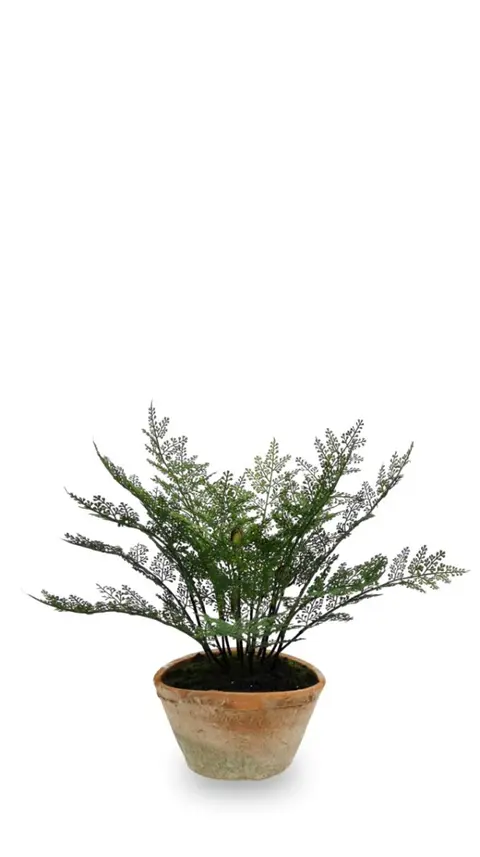 35.56CM Fern Leaf Potted Plant