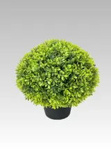 30.48CM Boxwood Potted Plant thumbnail 1