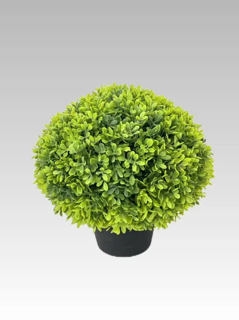 30.48CM Boxwood Potted Plant