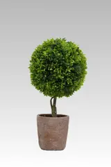 39.37CM Boxwood Ball Medium Potted Plant thumbnail 1