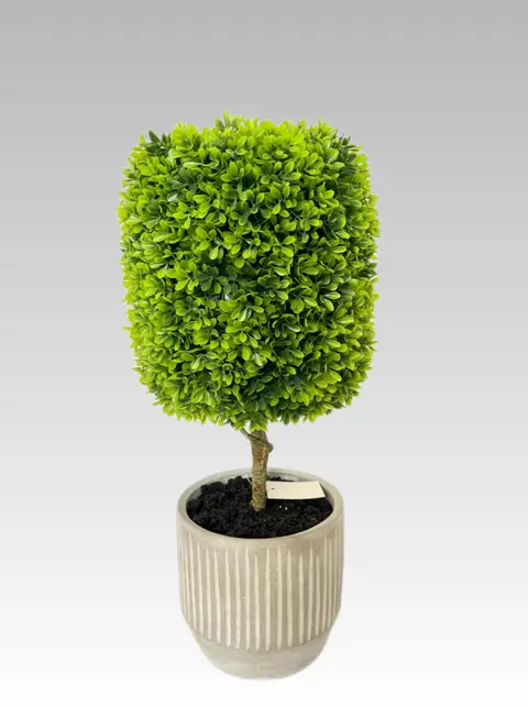 49.53CM Boxwood Cylinder Medium Potted Plant