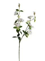 Rhododendron - Assorted thumbnail 1