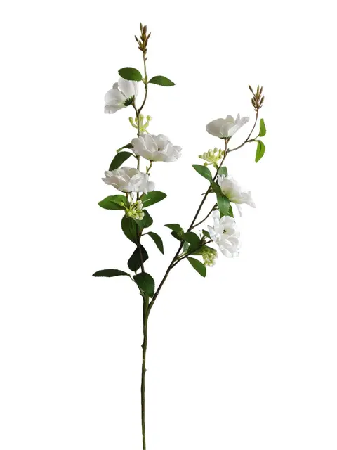 Rhododendron - Assorted