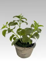 19.05CM Patchouli Potted Plant (Glue) thumbnail 1