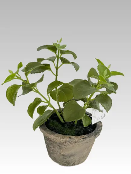 19.05CM Patchouli Potted Plant (Glue)