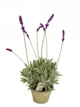 53.34CM Lavender Medium Potted Plant thumbnail 1