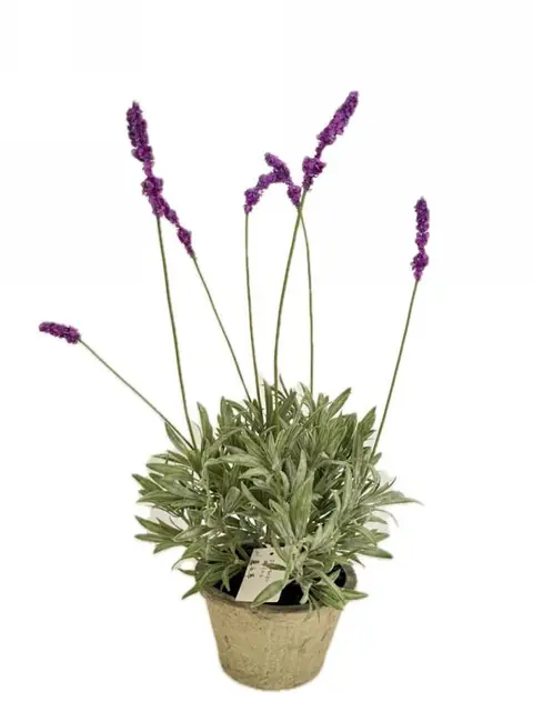 53.34CM Lavender Medium Potted Plant