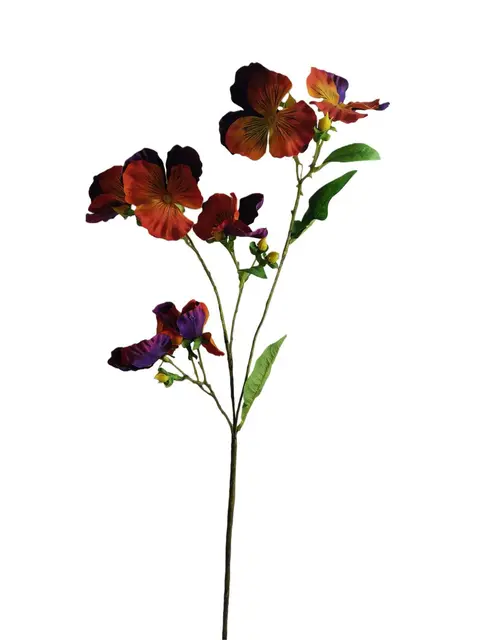 Pansy - Assorted