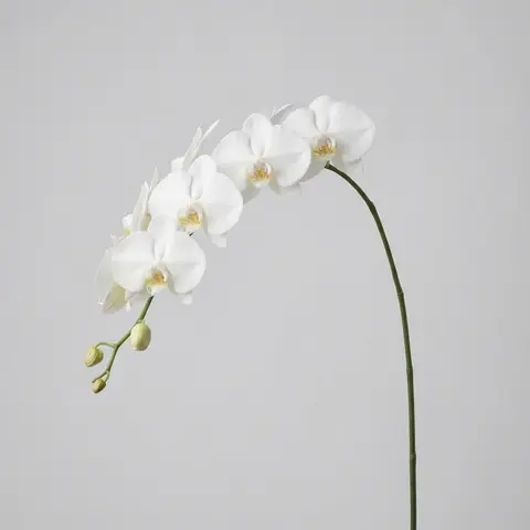Butterfly Orchid (Phalaenopsis) - Placeholder