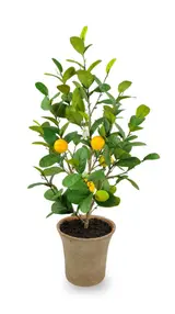 80.01CM Lemon Fruit Large Potted Plant thumbnail 1