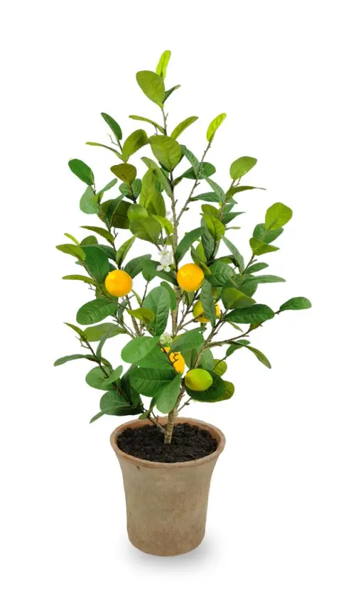 80.01CM Lemon Fruit Large Potted Plant
