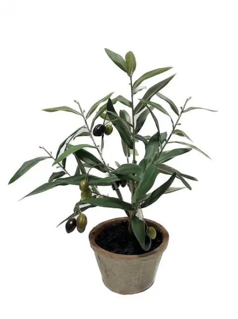 40.64CM Curled Olive Leaf with Fruit Potted Plant