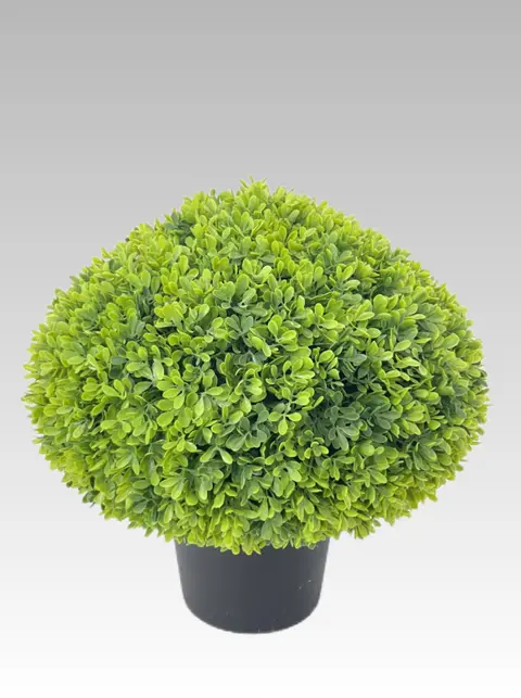 38.1CM Boxwood Potted Plant