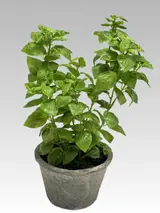 45.72CM Sweet Basil Potted Plant thumbnail 1