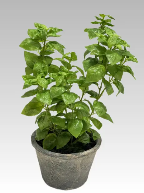 45.72CM Sweet Basil Potted Plant