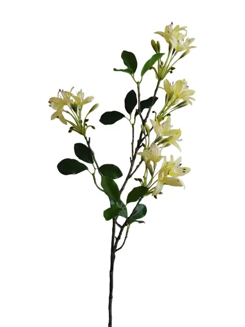 Jasmine - Assorted