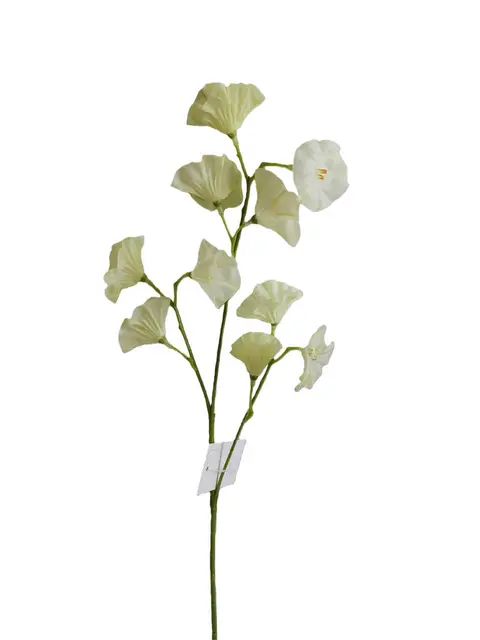 Morning Glory - Assorted