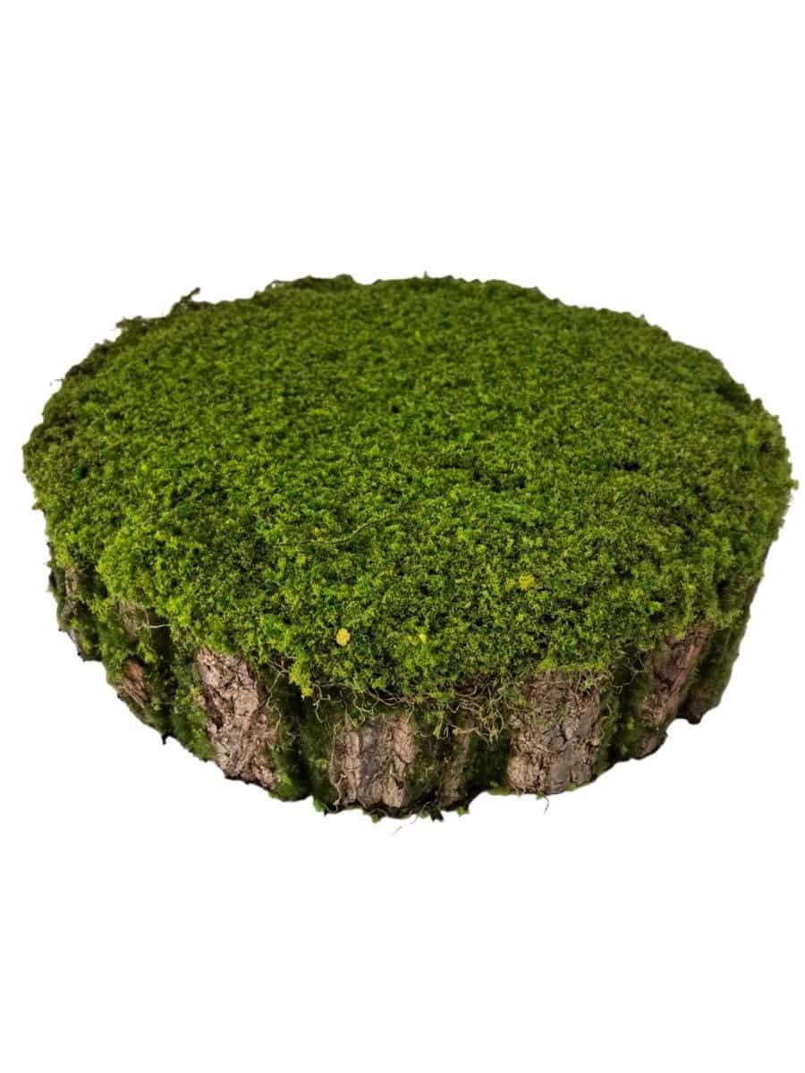 Artificial Mossy Tree Stump Decor - Real Bark Texture - Event Props & Visual Merchandising - 45x45x10cm by Everbloom Florals